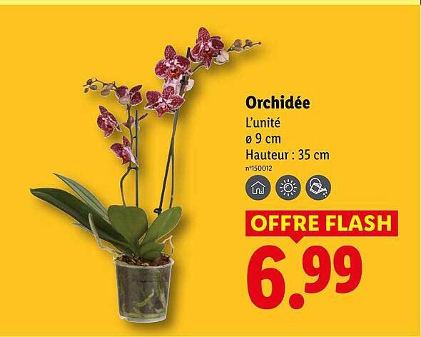 Orchidée