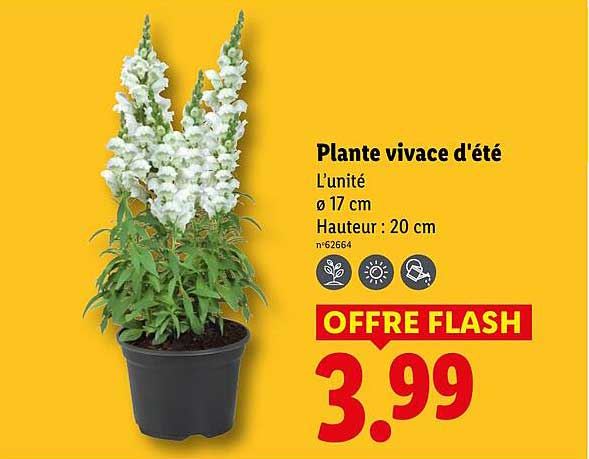 Plante vivace d'été