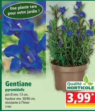 gentiane pyramidalis