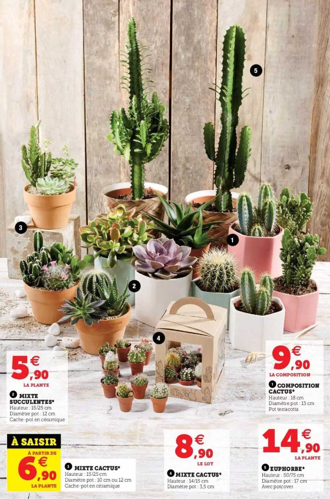 mixte succulentes, mixte cactus, composition cactus, euphorbe