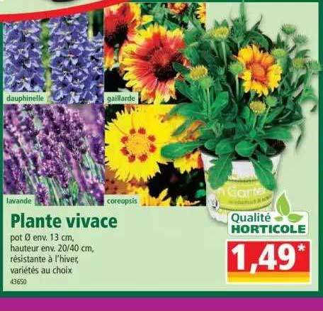 plante vivace