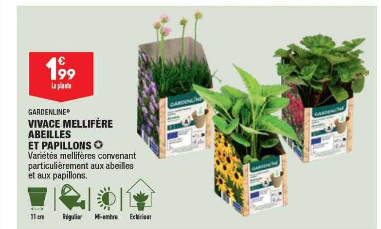 vivace mellifère abeilles et papillons gardenline