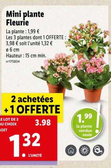 Mini Plante Fleurie