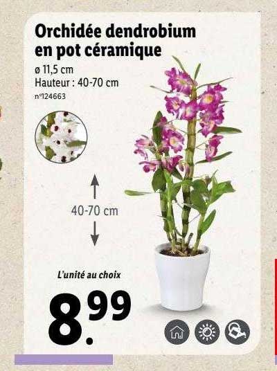 Orchidée Dendrobium En Pot Céramique