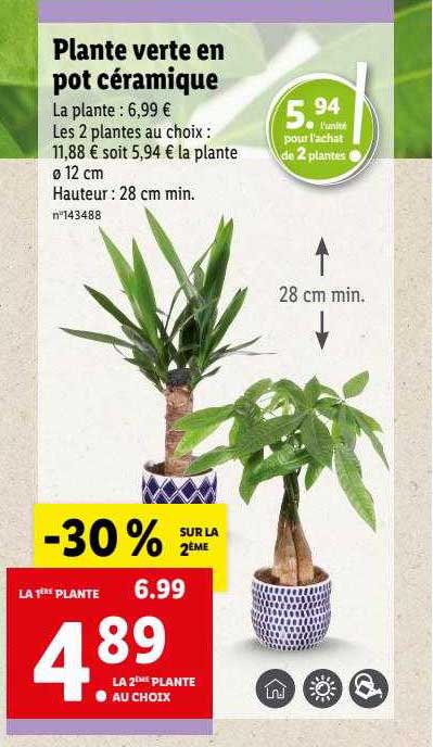 Plante Verte En Pot Céramique