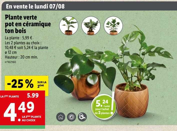 plante verte pot en céramique ton bois