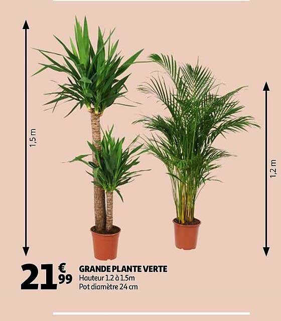 Grande Plante Verte