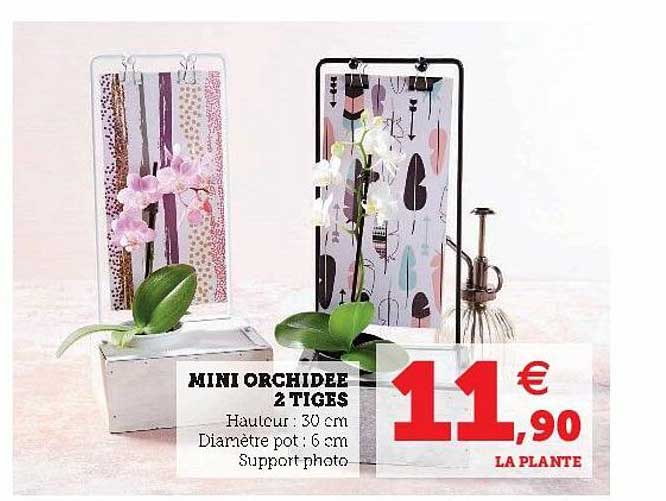 Mini Orchidée 2 Tiges