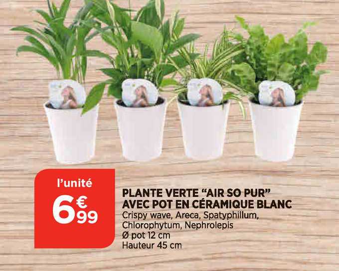Plante Verte "air So Pur" Avec Pot En Céramique Blanc
