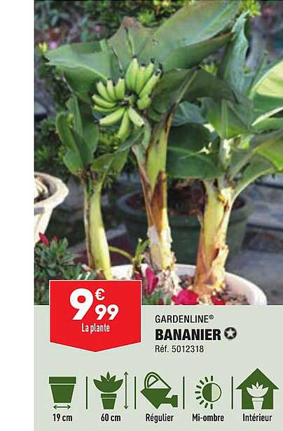 Bananier Gardenline