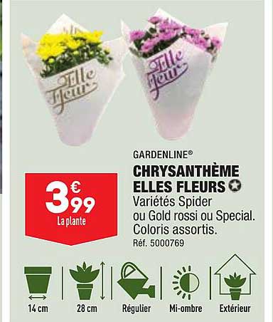 chrysanthème elles fleurs gardenline