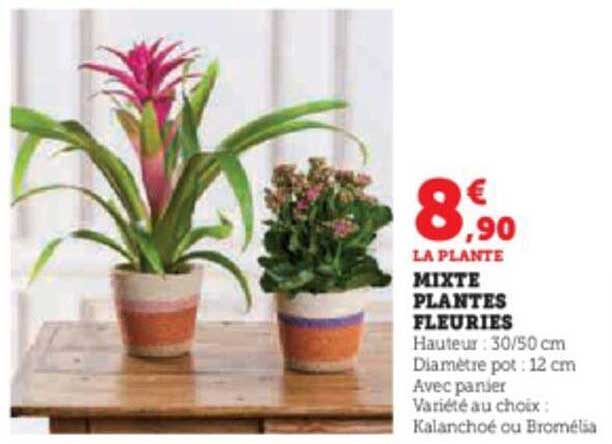 mixte plantes fleuries