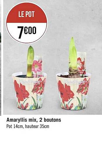 amaryllis mix, 2 boutons