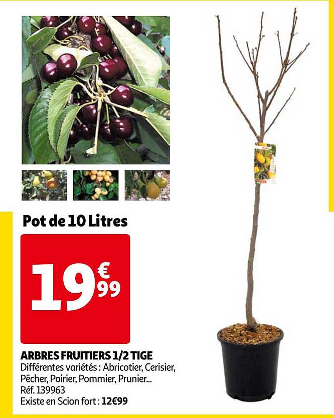 arbres fruitiers 1-2 tige