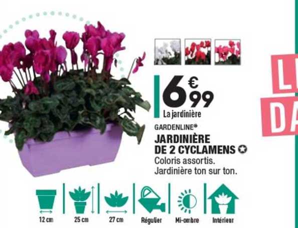 Jardinière De 2 Cyclamens Gardenline®