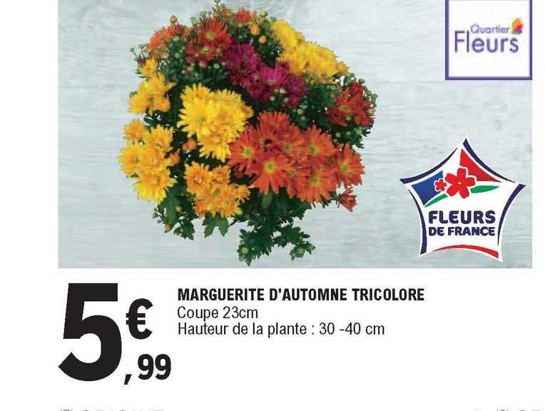 marguerite d'automne tricolore