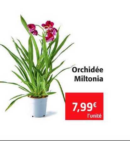 Orchidée Miltonia