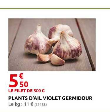 plants d'ail violet germidour