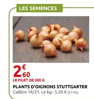 plants d'oignons stuttgarter