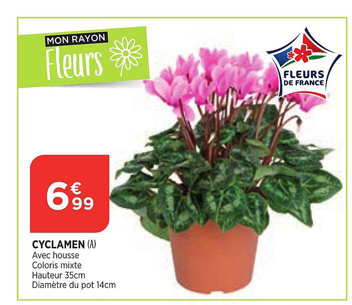 Cyclamen