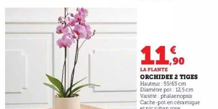 Orchidée 2 Tiges