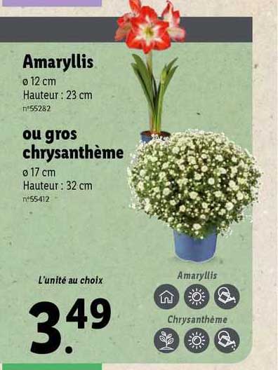 Amaryllis Ou Gros Chrysanthème