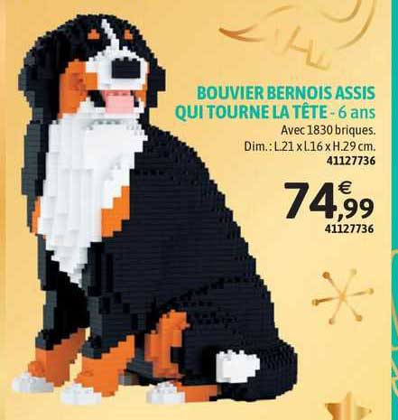 bouvier bernois assis qui tourne la tête