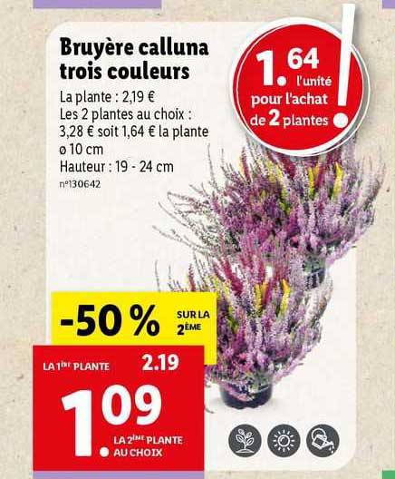 bruyère calluna trois couleus