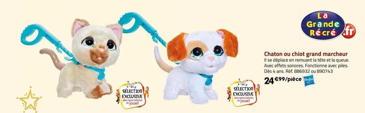 chaton ou chiot grand marcheur