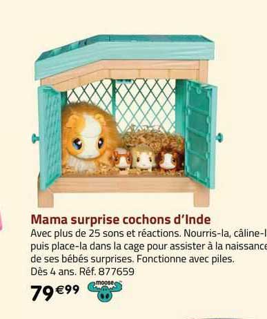 mama surprise cochons d'inde