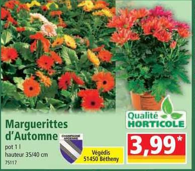 marguerittes d'automne