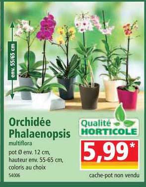 Orchidée Phalaenopsis
