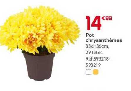 Pot Chrysanthèmes