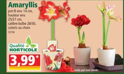 amaryllis