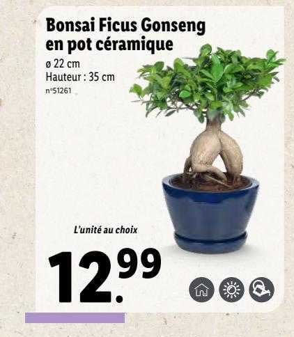 Bonsai Ficus Gonseng En Pot Céramique