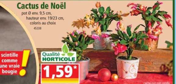 Cactus De Noël