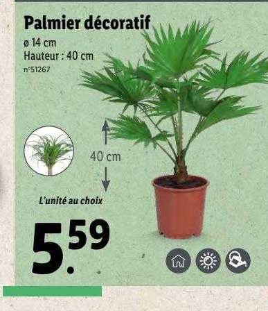 Palmier Décoratif