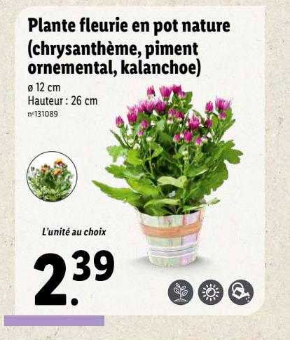 plante fleurie en pot nature (chrysanthème, piment ornemental, kalanchoe)