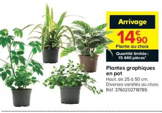 Plantes Graphiques En Pot