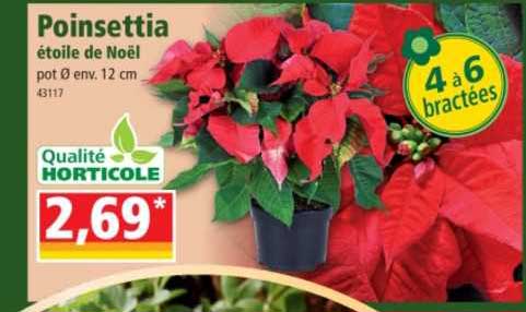poinsettia étoile de noël