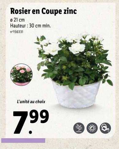 Rosier En Coupe Zinc