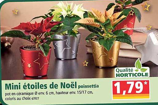 mini étoiles de noël poinsettia