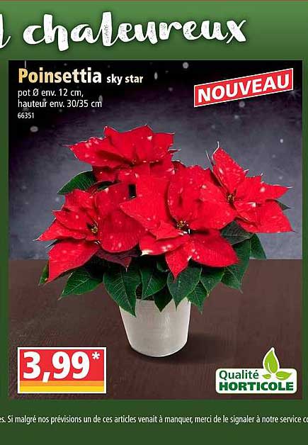 poinsettia sky star