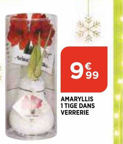 amaryllis 1 tige dans verrerie