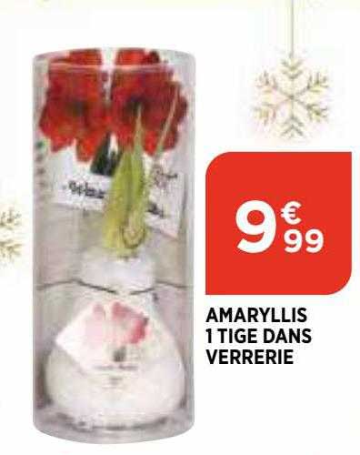 amaryllis 1 tige dans verrerie