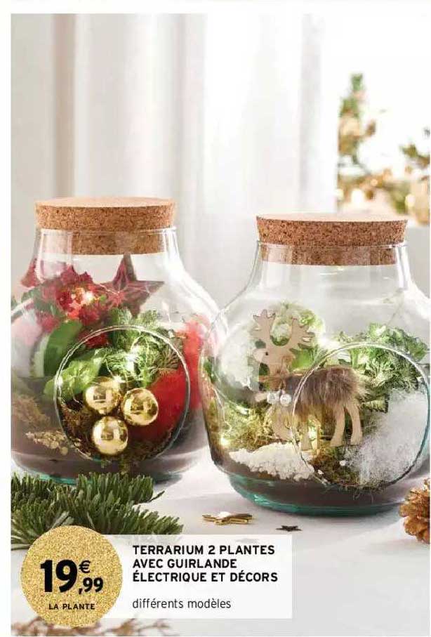 terrarium 2 plantes avec guirlande électrique et décors