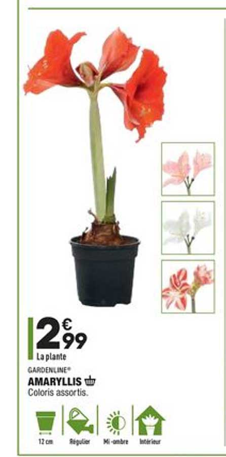 amaryllis gardenline
