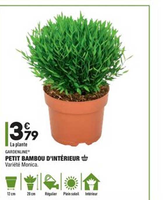 Petit Bambou D'intérieur Gardenline