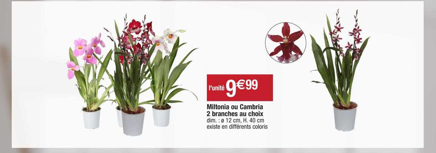 miltonia ou cambria 2 branches au choix