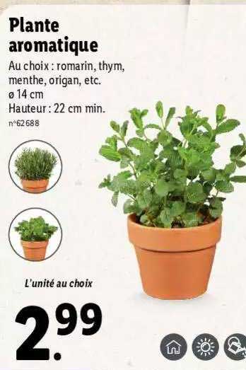 Plante Aromatique